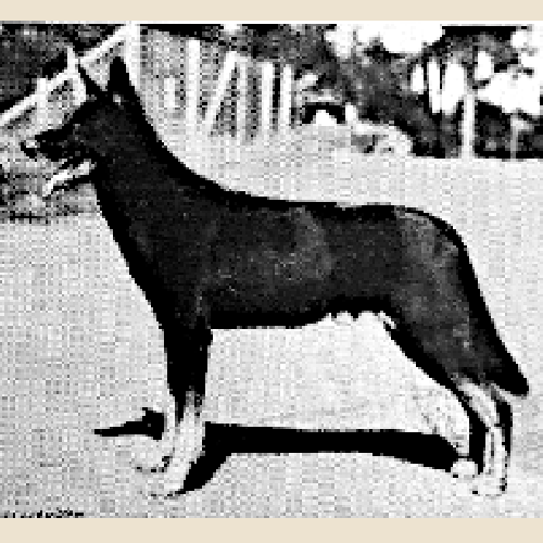 German Shepherd