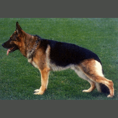 German Shepherd
