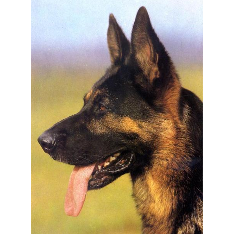 German Shepherd