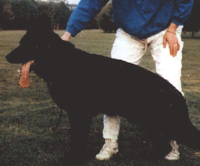 German Shepherd