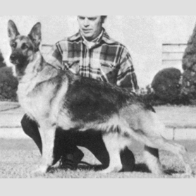 German Shepherd
