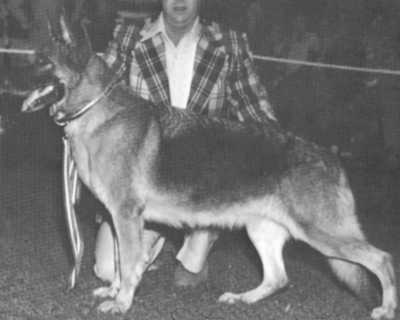 German Shepherd