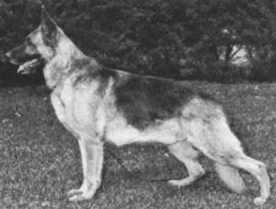 German Shepherd