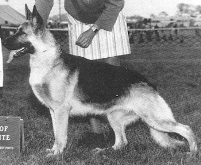 German Shepherd