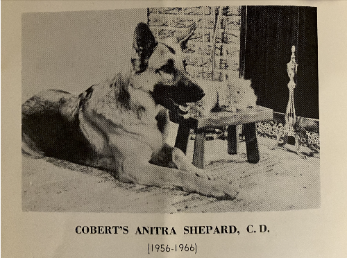 German Shepherd