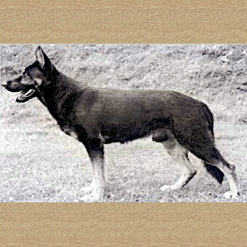 German Shepherd