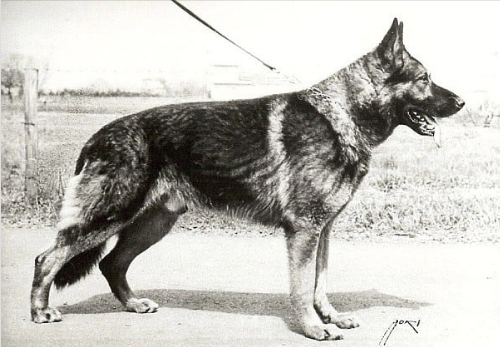 German Shepherd