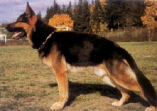 German Shepherd