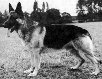 German Shepherd