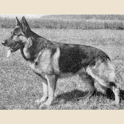 German Shepherd