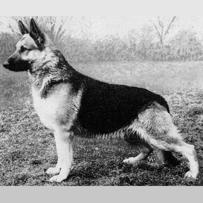 German Shepherd