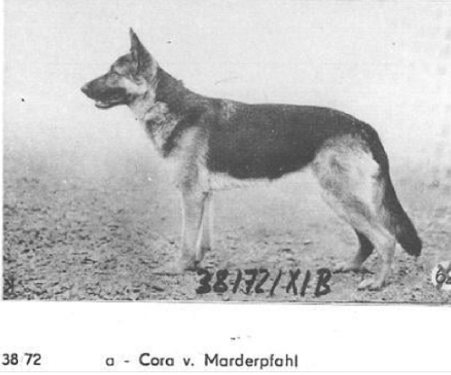 German Shepherd