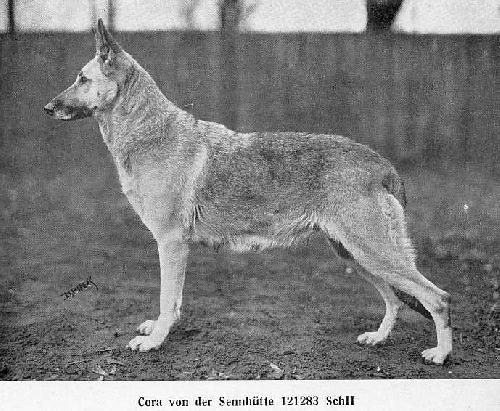 German Shepherd