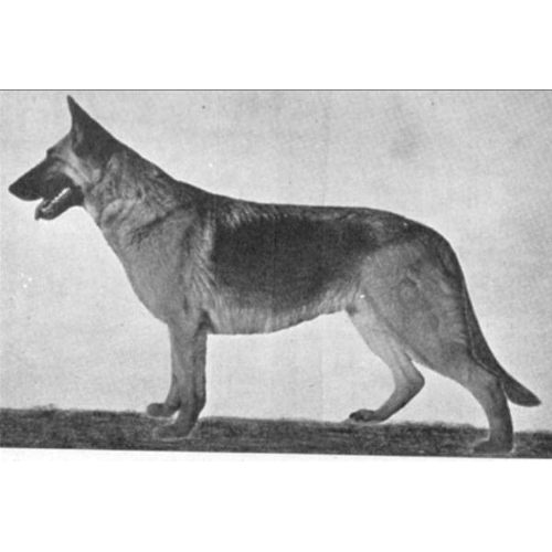 German Shepherd