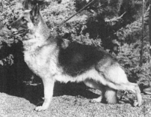 German Shepherd