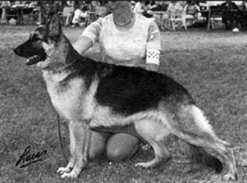 German Shepherd