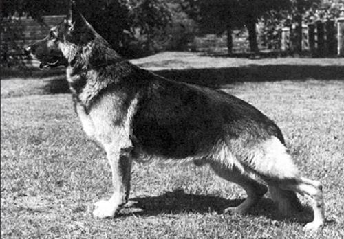 German Shepherd