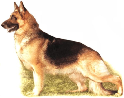 German Shepherd