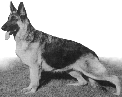 German Shepherd