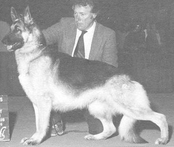 German Shepherd