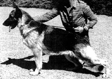 German Shepherd