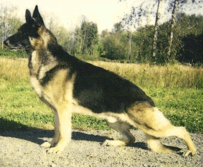 German Shepherd