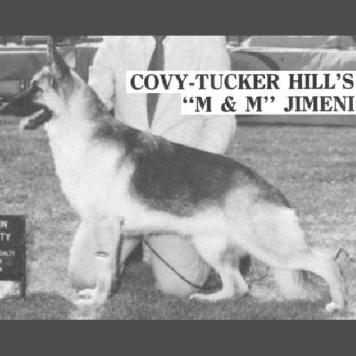 German Shepherd
