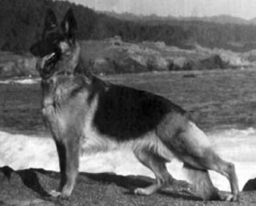 German Shepherd