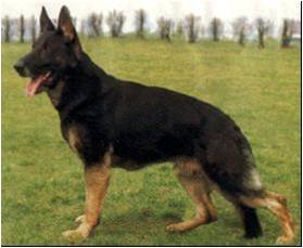 German Shepherd