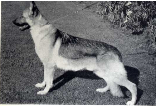 German Shepherd