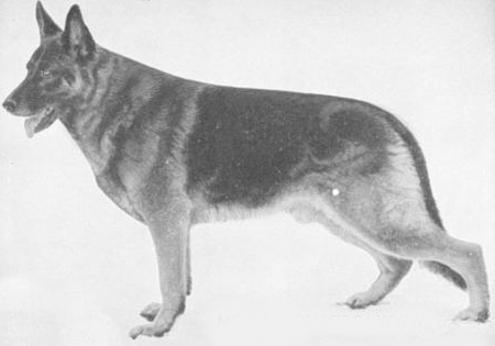 German Shepherd
