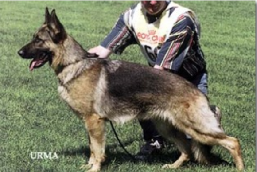 German Shepherd