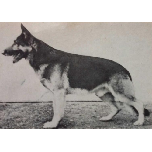 German Shepherd