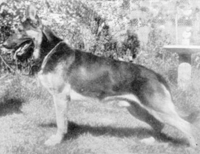 German Shepherd