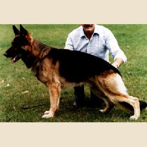 German Shepherd