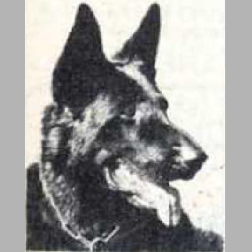 German Shepherd