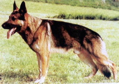 German Shepherd