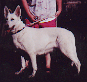 German Shepherd