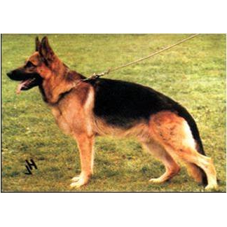 German Shepherd