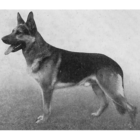 German Shepherd