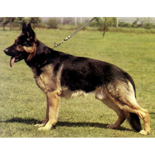 German Shepherd
