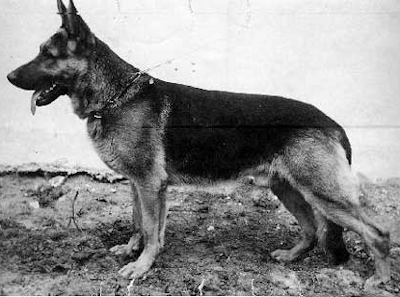German Shepherd