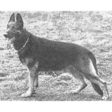 German Shepherd