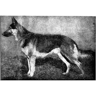 German Shepherd