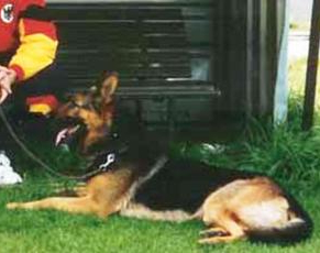 German Shepherd