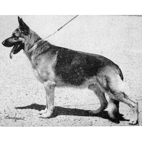German Shepherd