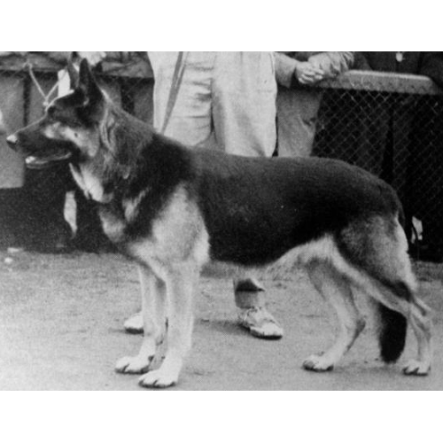 German Shepherd
