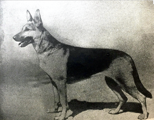 German Shepherd