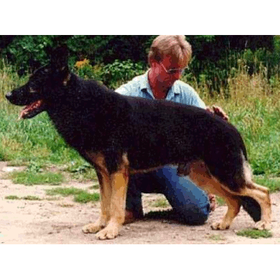German Shepherd