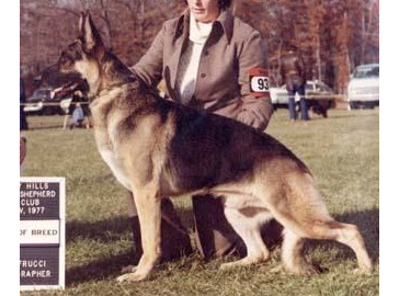 German Shepherd